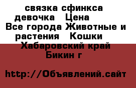 связка сфинкса. девочка › Цена ­ 500 - Все города Животные и растения » Кошки   . Хабаровский край,Бикин г.